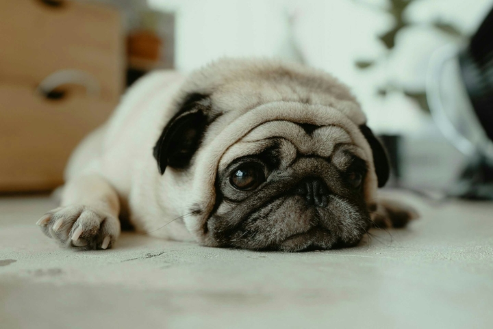 q lindo perrito