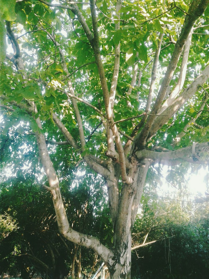 The garden my personal