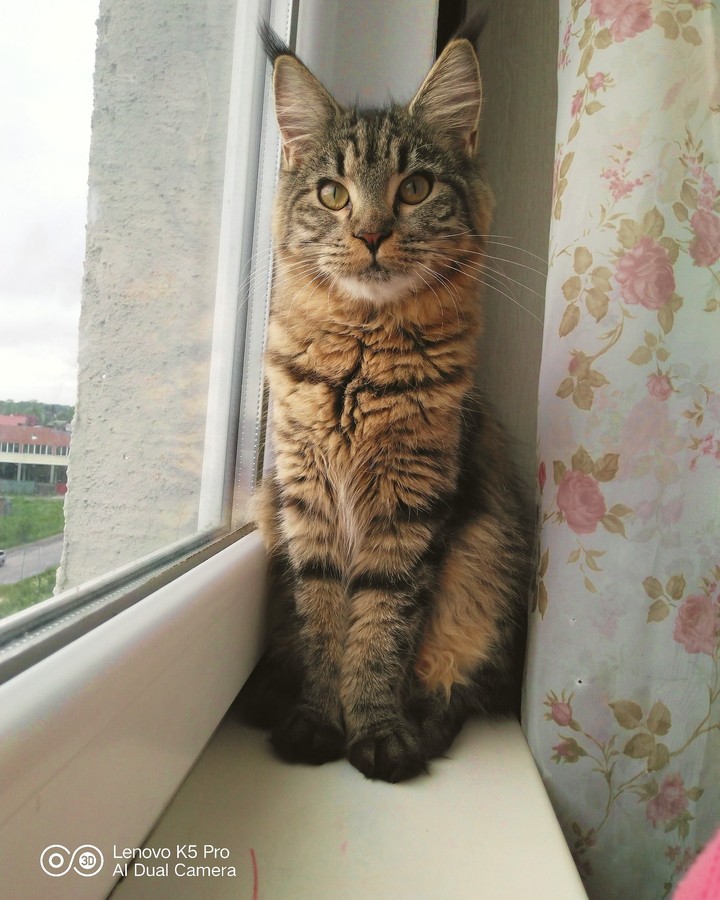 киса