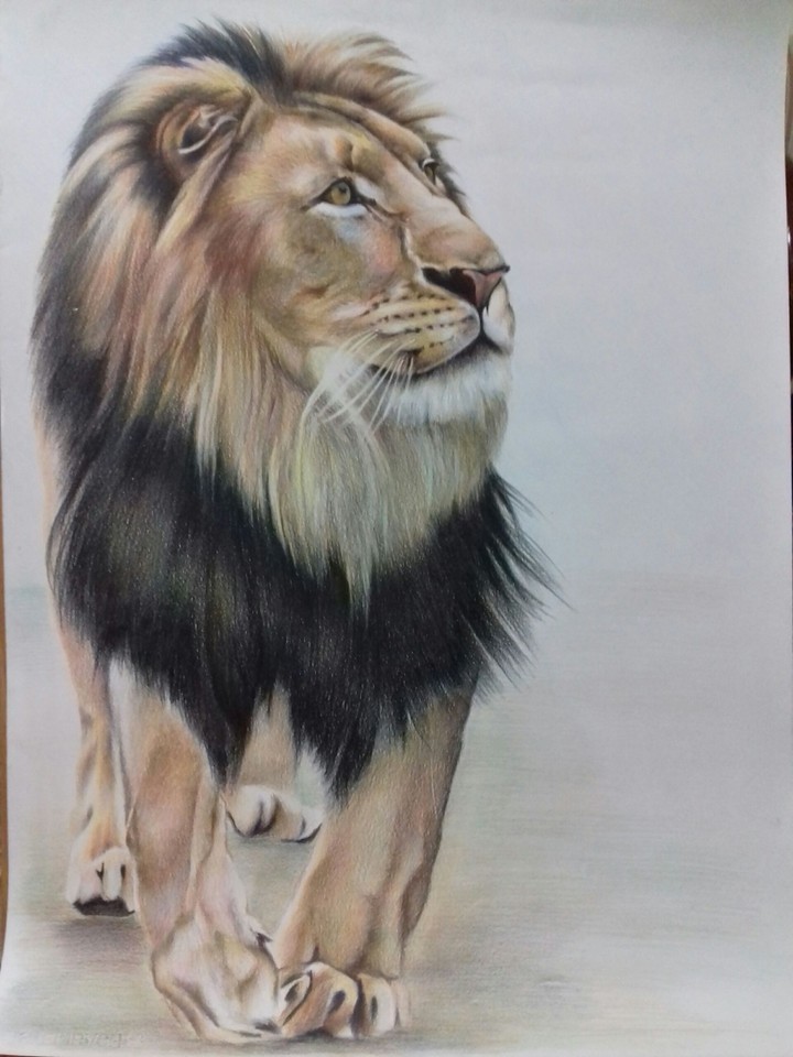 animal