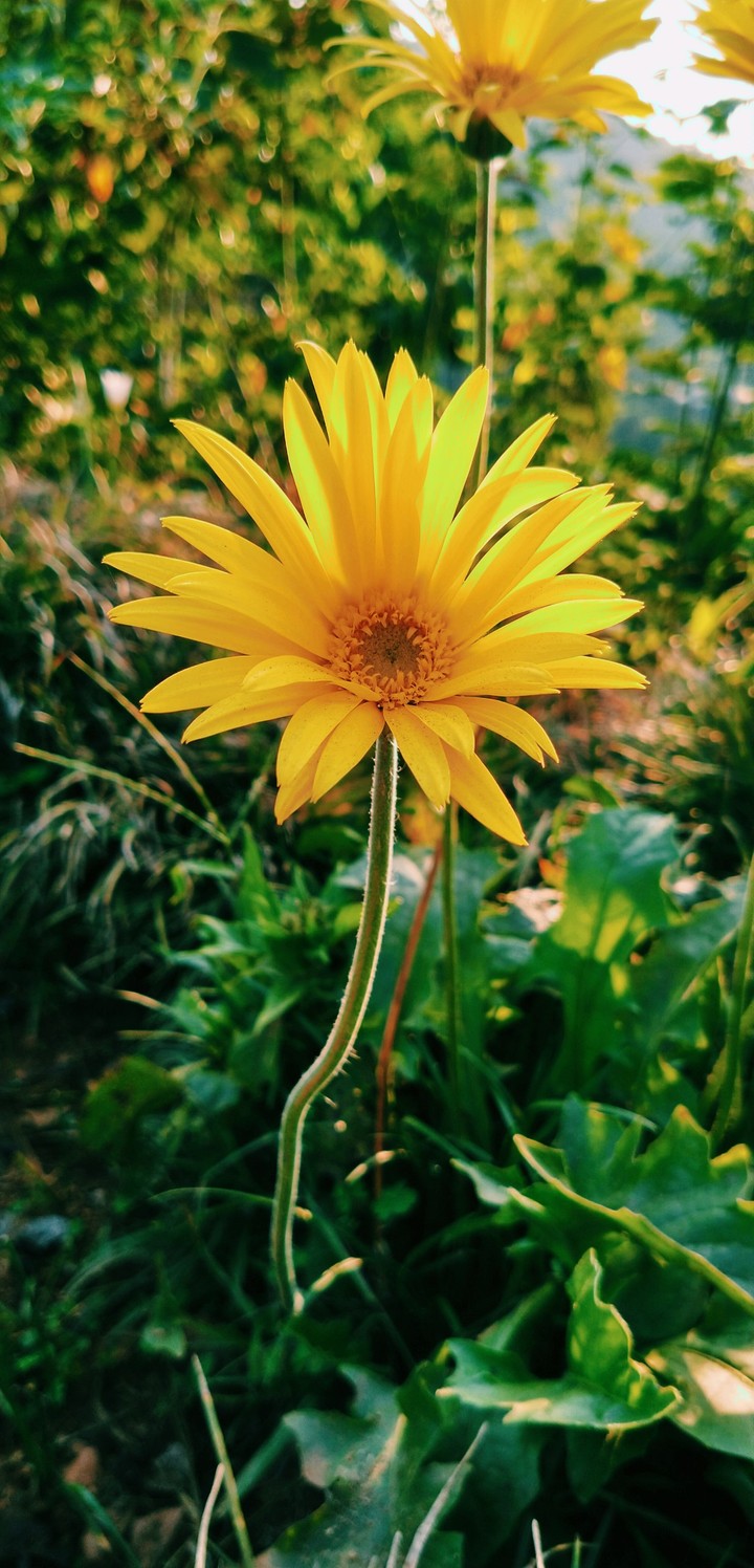 Yellow flower