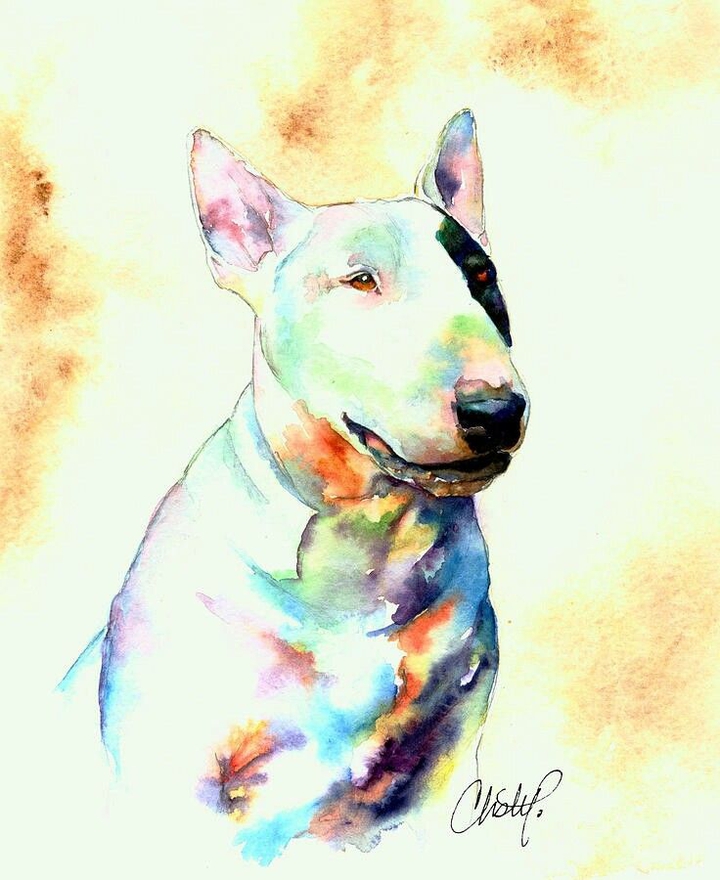 #bullterrier