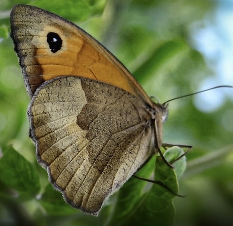 fondos de pantalla butterfly, pollinator