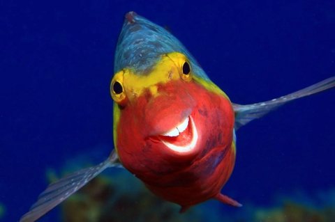 pomacentridae, Fish duvar kağıtları