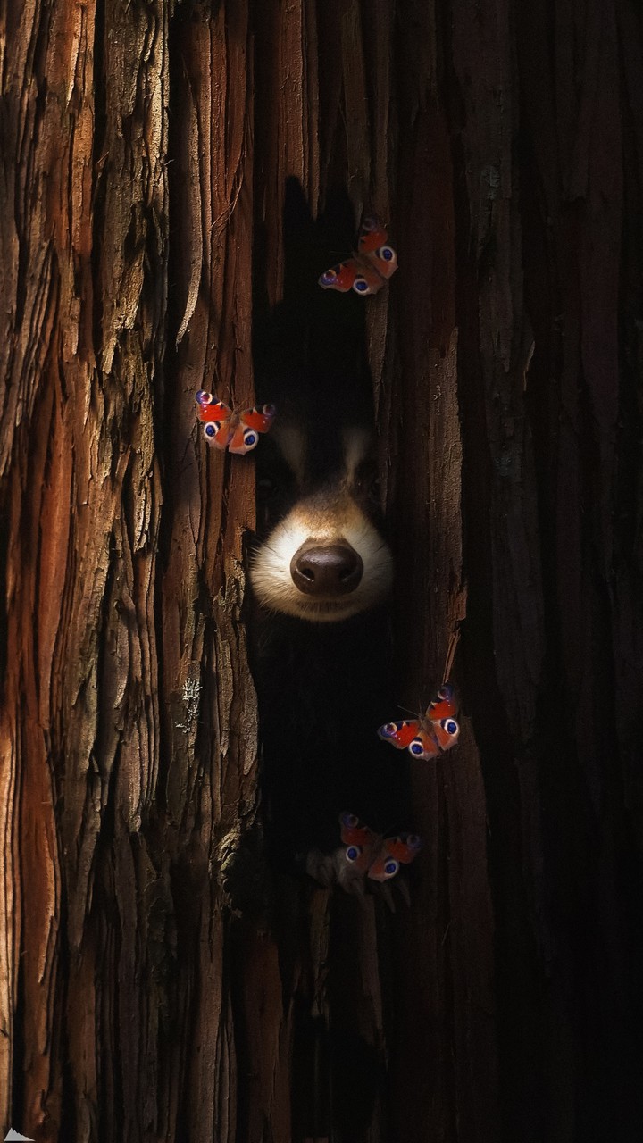 raccoon