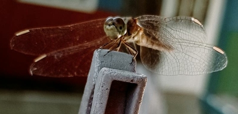 тапети dragonfly, pest