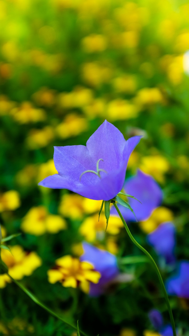 Cute Flower