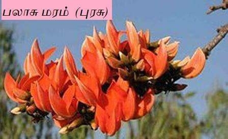 புரசு மரம்