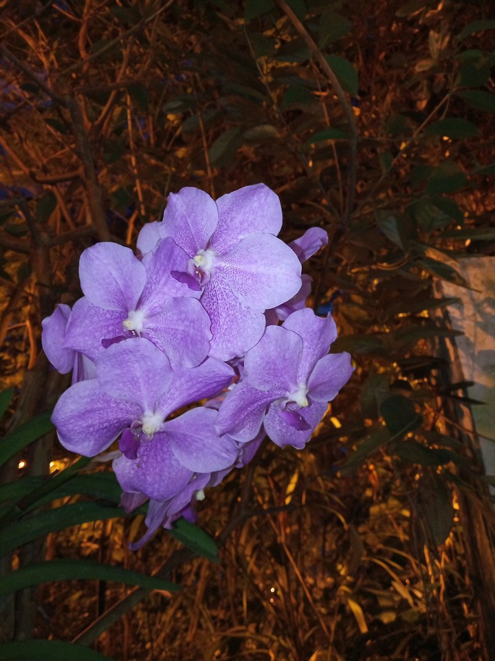#flower