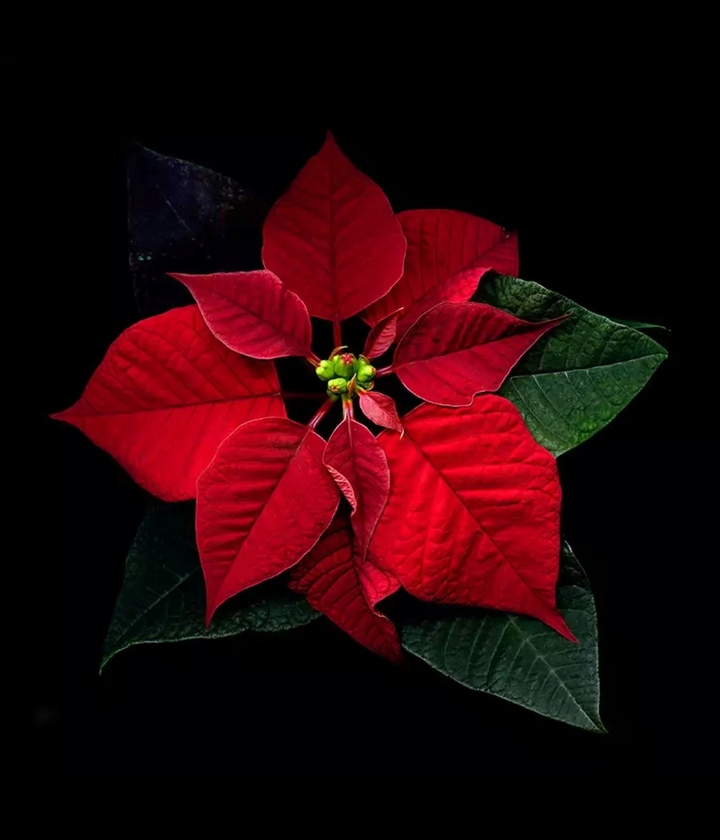 Red Star