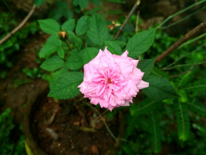 Pink Rose