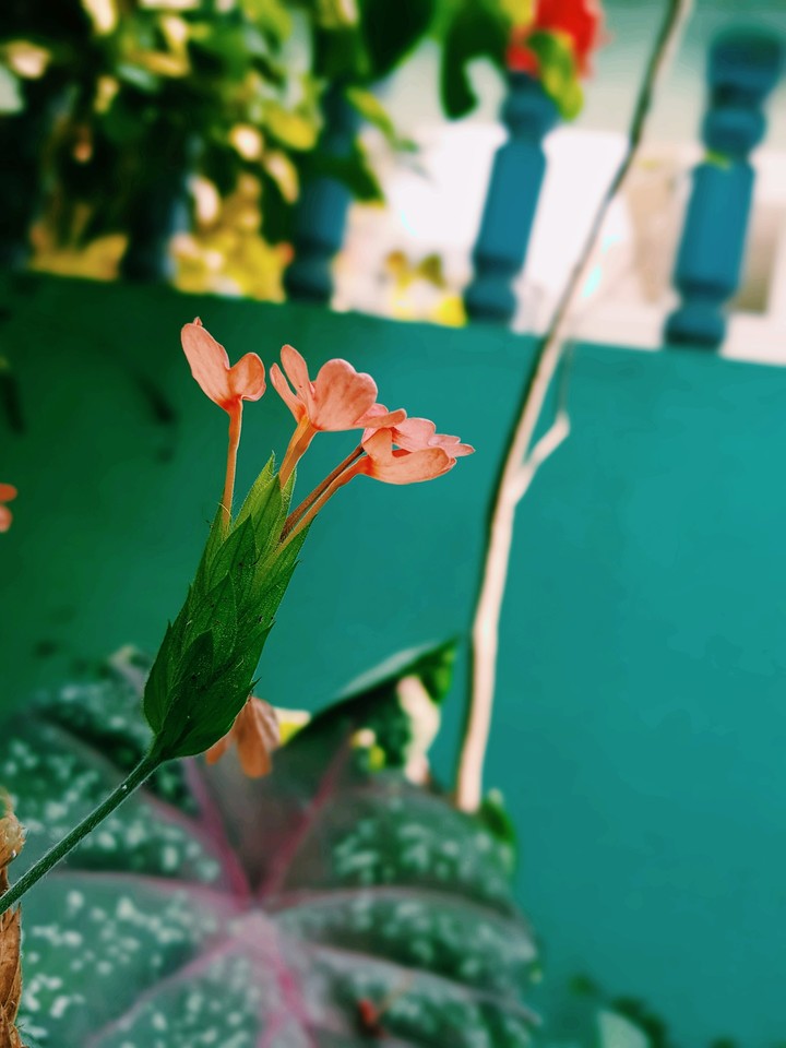 an unknown flora...jst clicked wd my phone.