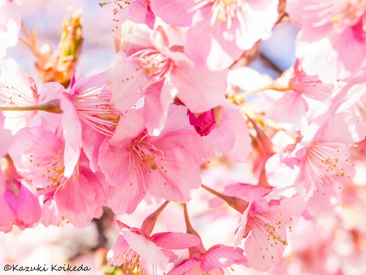 spring
