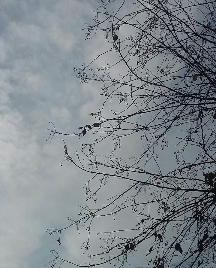 Branch