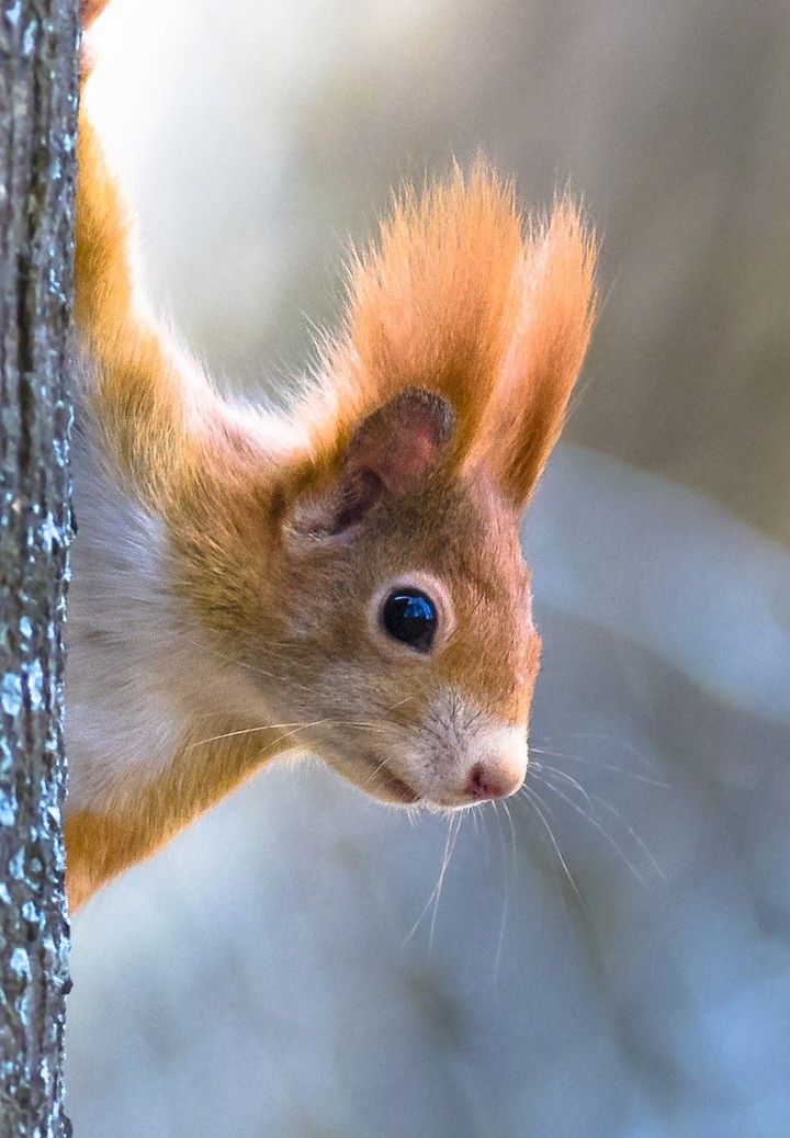 squirrel