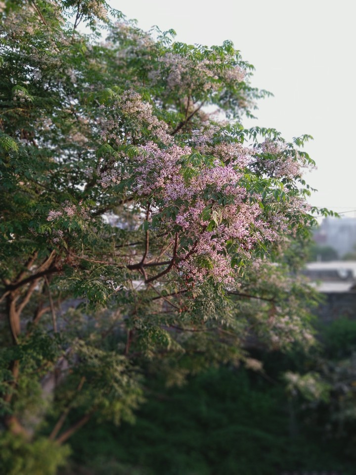 beauty of nature