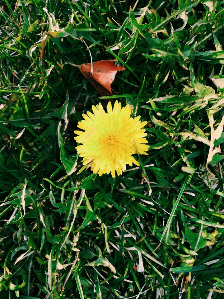 yellow flower