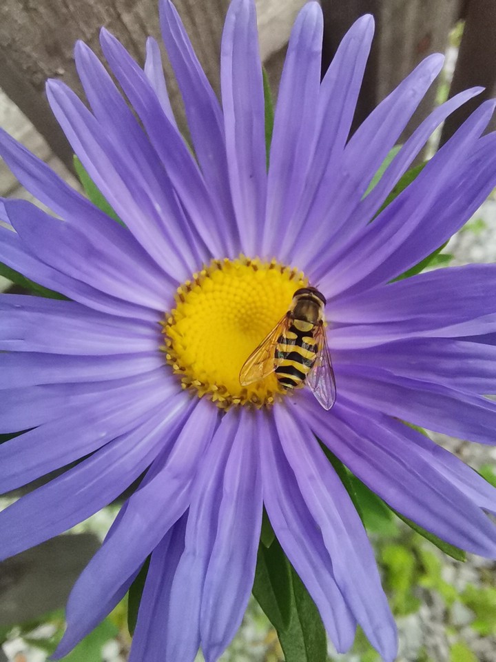 Flower And The Bee
