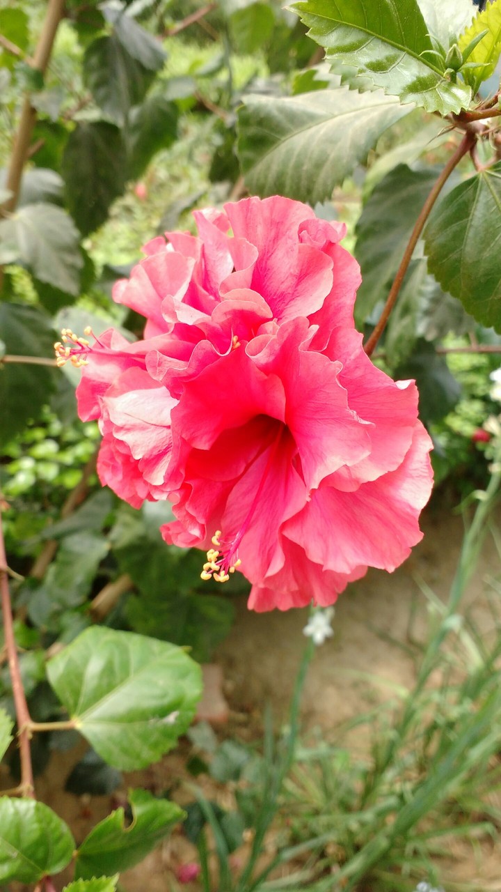Pink flower