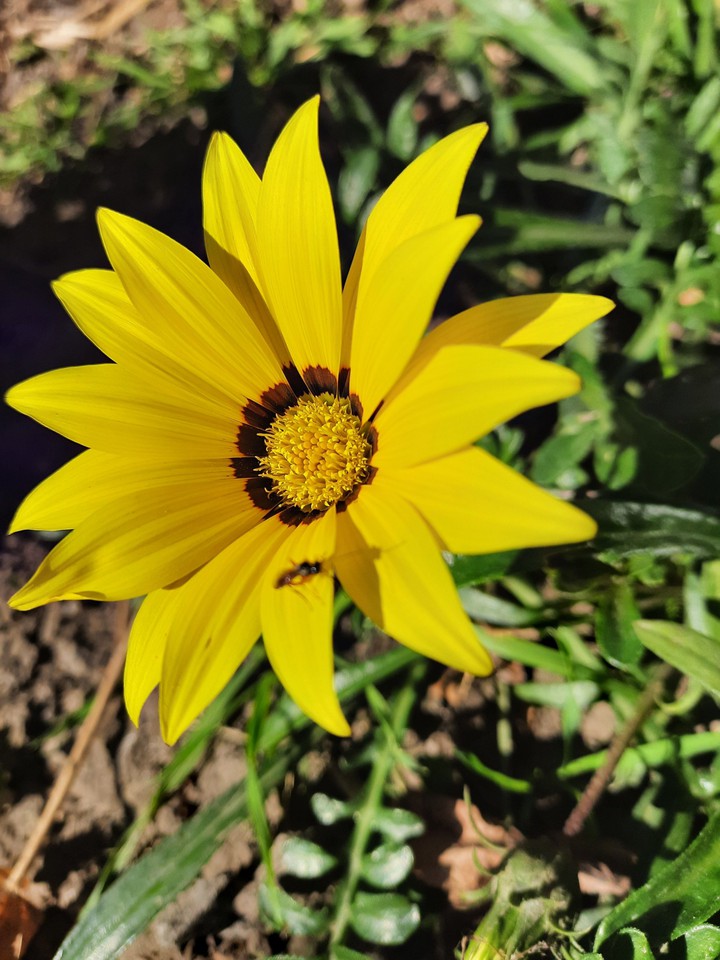 yelow flower