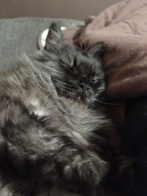 Sleep, whiskers wallpapers