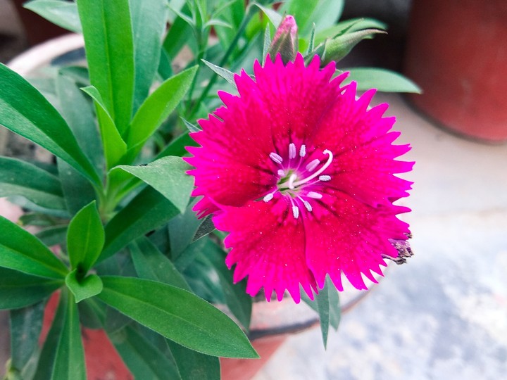 dianthus_sideshot