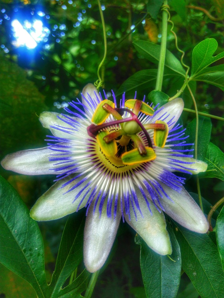 flower