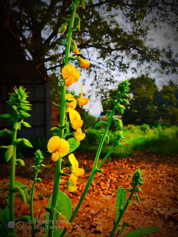 redmi note 7 pro