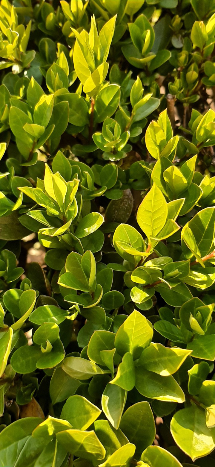 bushes