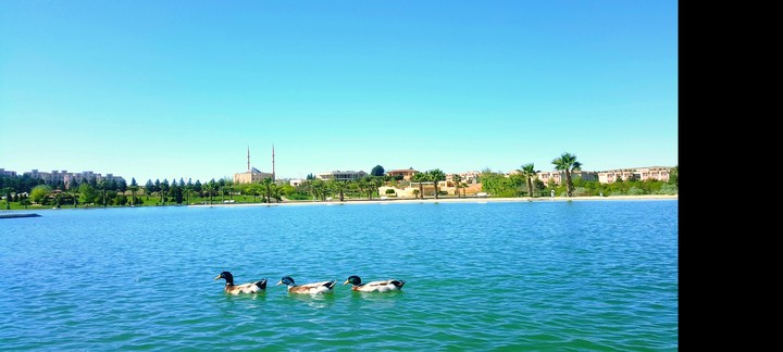 ördekler