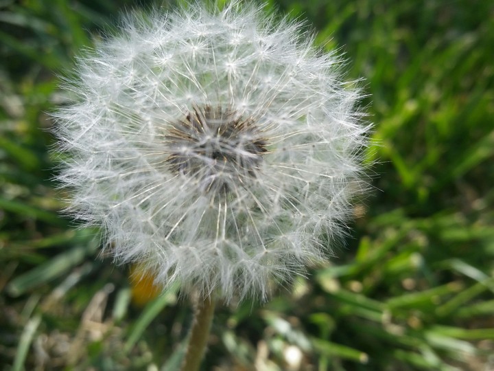 focus on the flowers