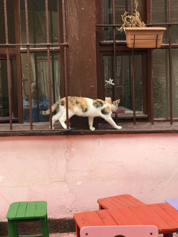 Catmin Mudanya, Turkey