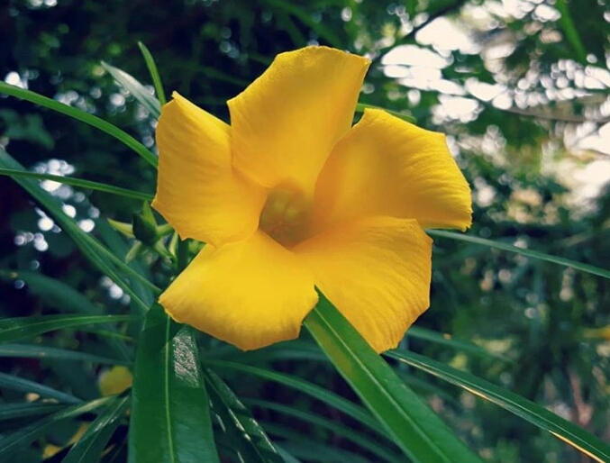 yellow flower