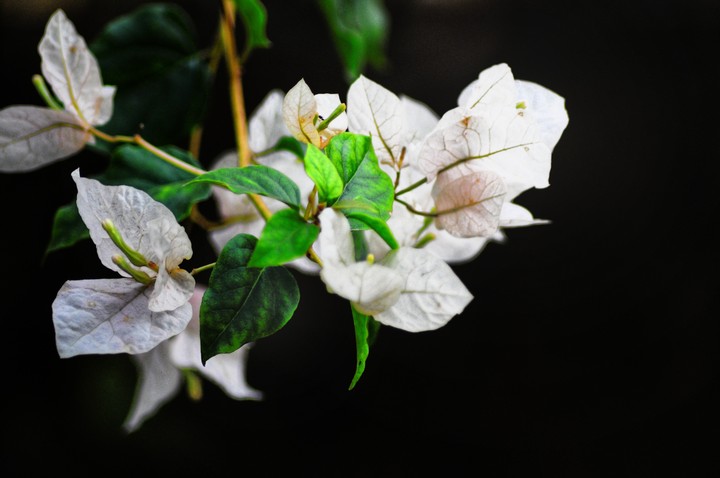 Leaf White And Green