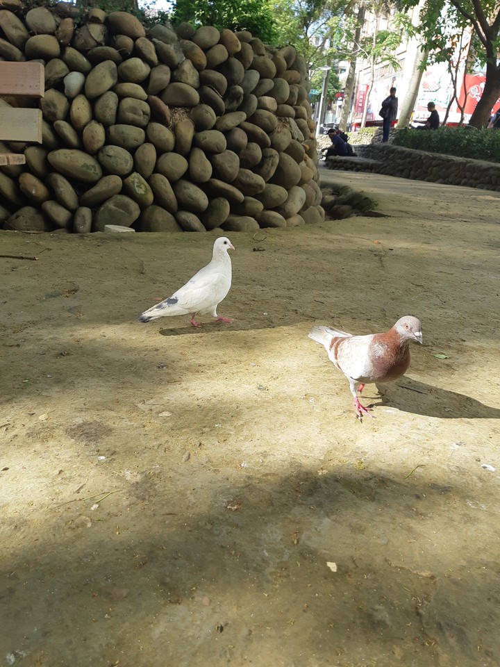 The pigeons in the park.