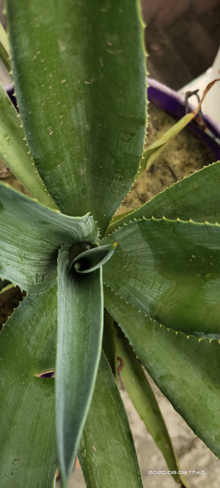 Green cactus