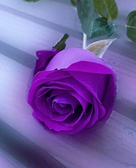 IN LOVE ROSE