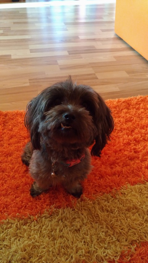 My Dog.