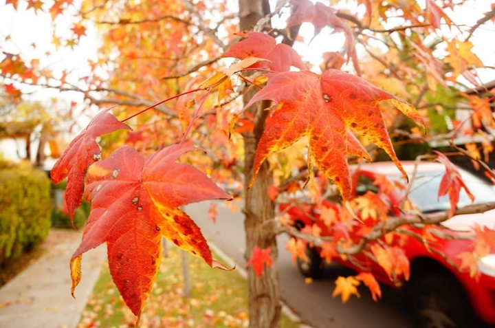 Red leaves
