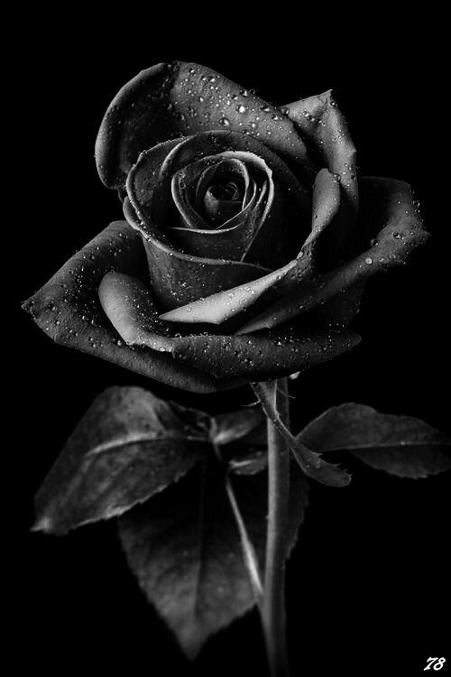 BLACK BEAUTY