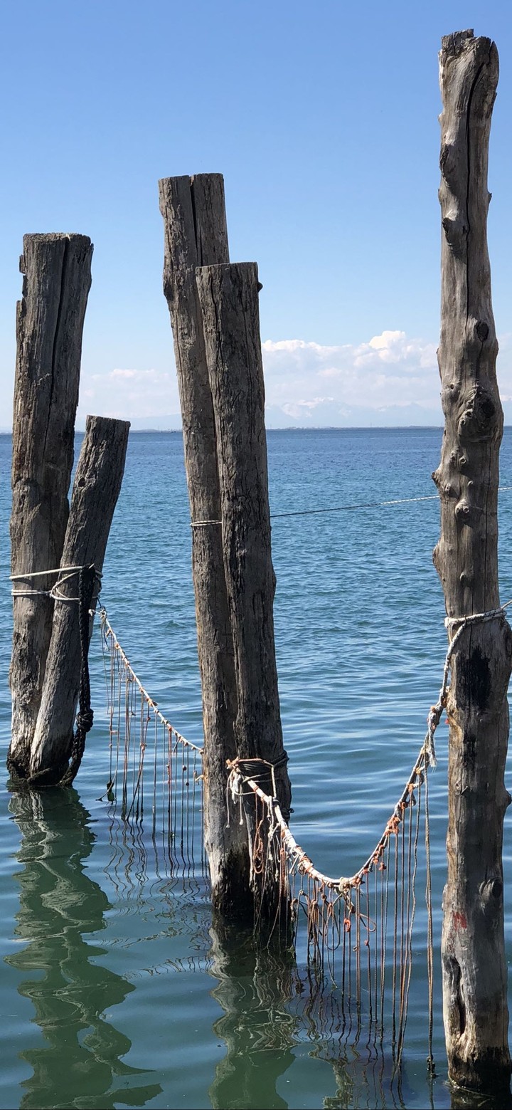 the wood and the sea .