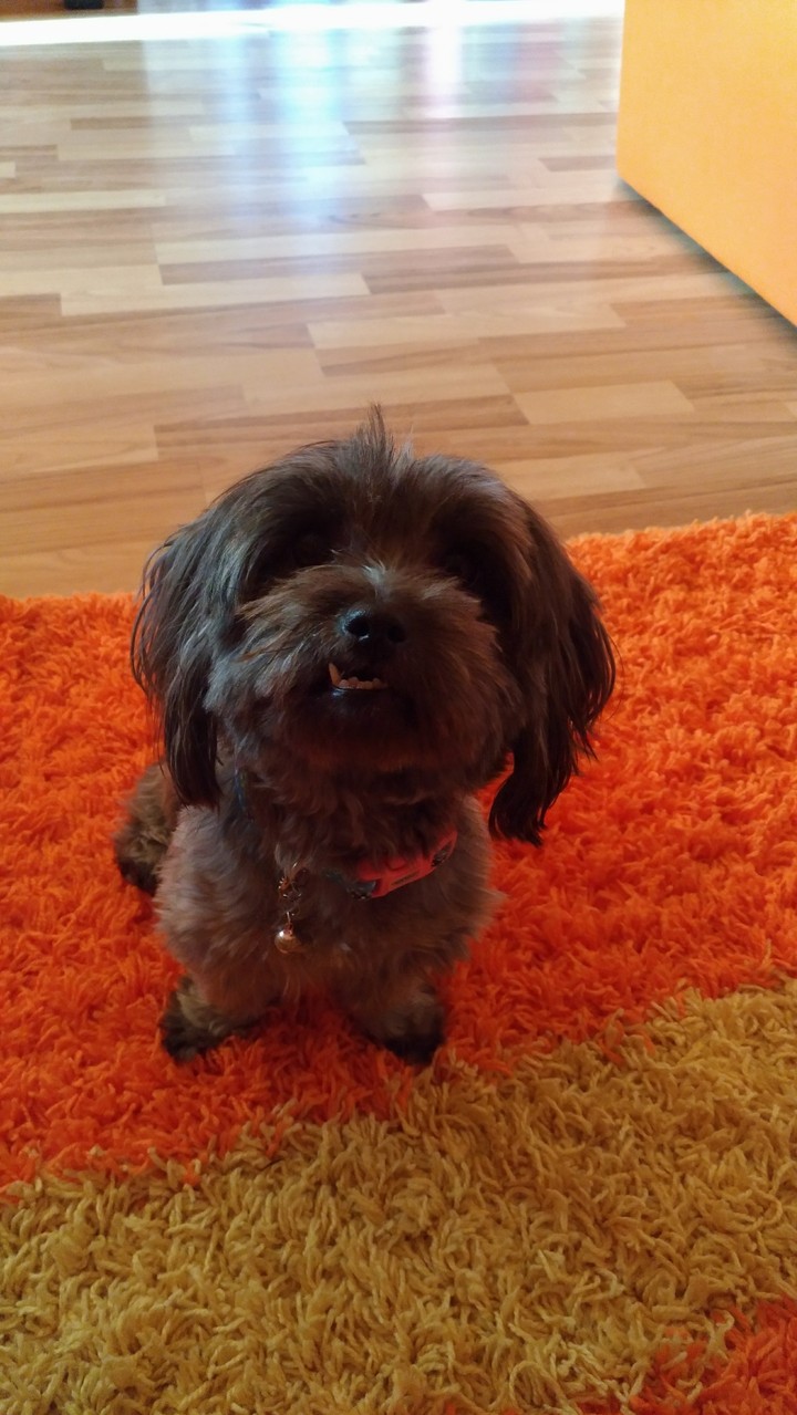 My Dog.