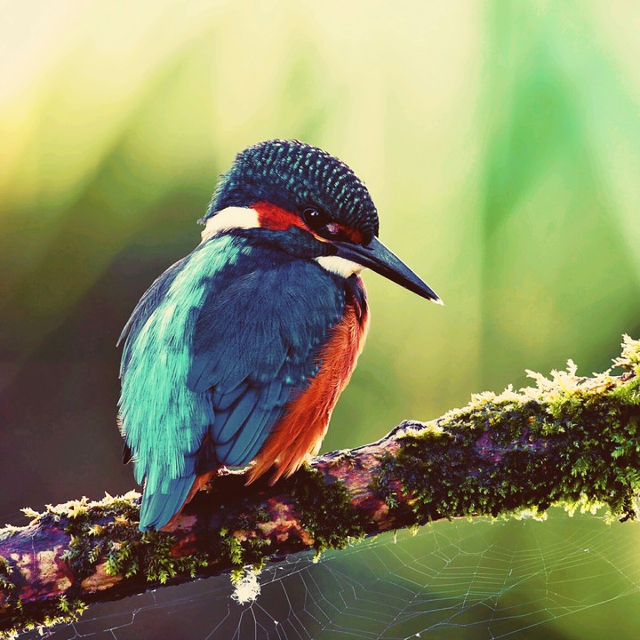image of the bird