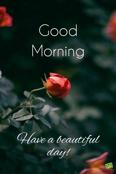 morning flower