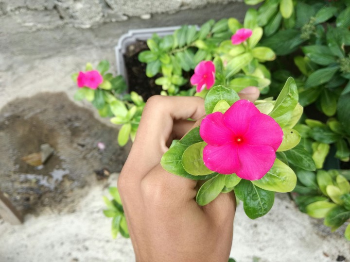 flower