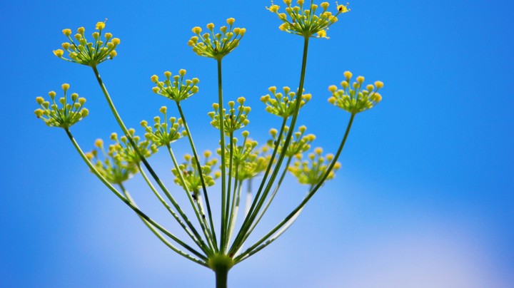 fennel