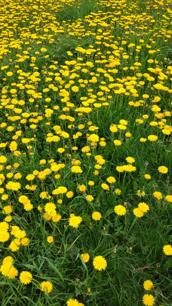 Spring flowers
