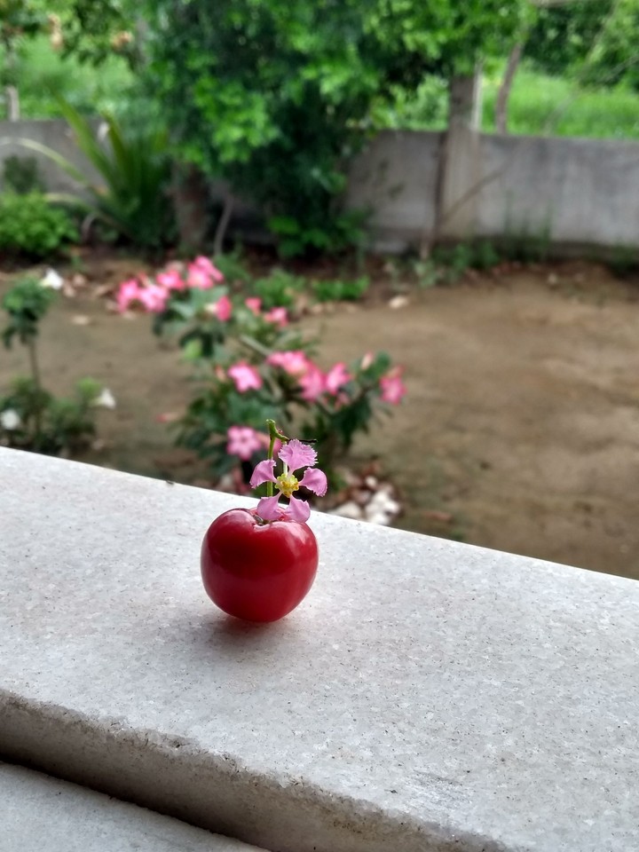 Acerola em flor