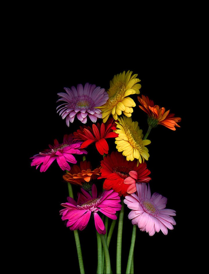 gerbera