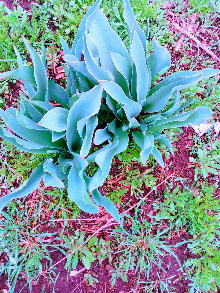 Plant